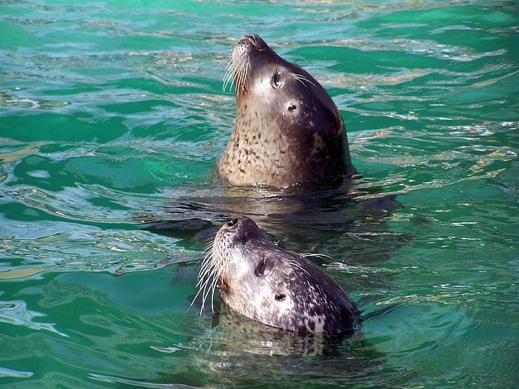 seals, zoo, water, animal, sea, mammal, wildlife