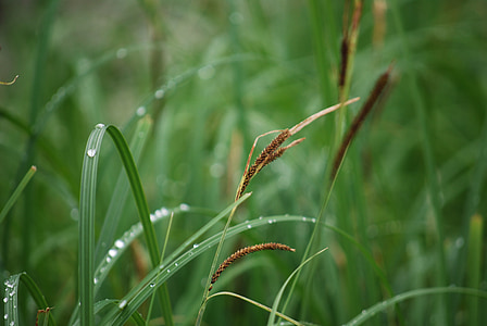 reed, grass, dew, green, dewdrop, grass with dew, halm