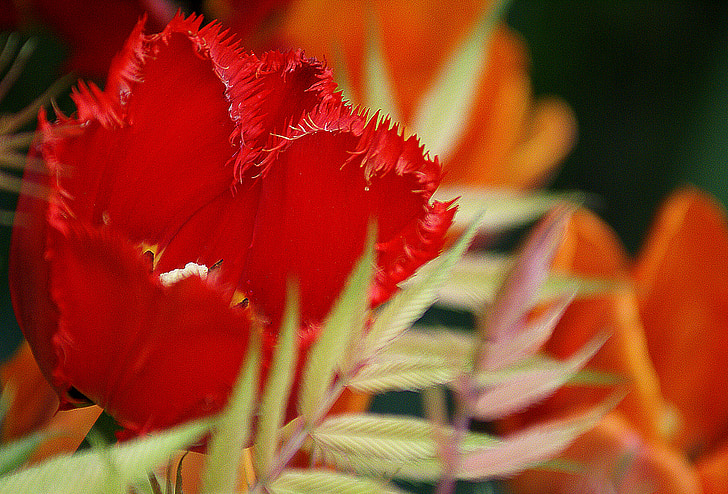 tulipany, kwiaty, czerwony, pomarańczowy, Kwitnąca, kwitnienia, kielichy kwiatów