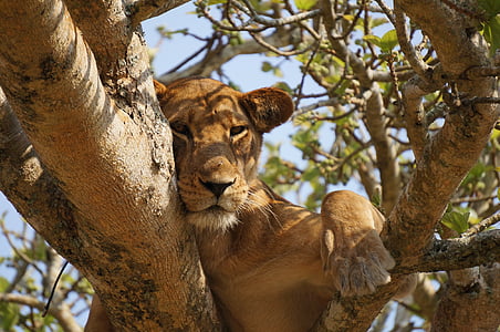 lev, živali, drevo, divje, prosto živeče živali, afriške, vodja