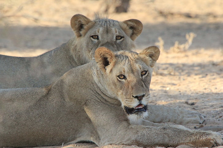Lions, l’Afrique, sauvage, faune, animal, nature, Safari