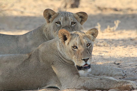 liūtai, Afrika, laukinių, Laukiniai gyvūnai, gyvūnų, Gamta, Safari