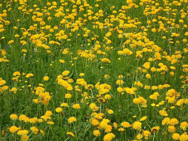 ดอกแดนดิไล, ทุ่งหญ้าแบบดอกแดนดิไล, ธรรมชาติ, ภูมิทัศน์, ทุ่งหญ้า, สีเหลือง, สีเขียว