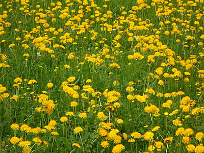민들레, 민들레 풀밭, 자연, 조 경, 초원, 노란색, 그린