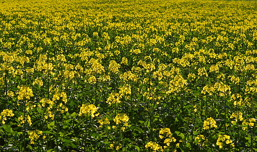 oilseed rape, field of rapeseeds, yellow, plant, blossom, bloom, landscape