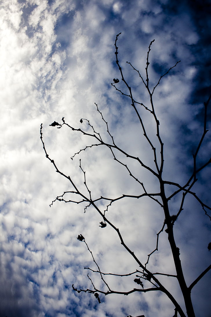 cabang, pohon, membalikkan cahaya, langit, awan, biru