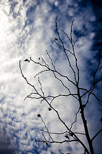 chi nhánh, cây, đảo ngược ánh sáng, bầu trời, đám mây, màu xanh