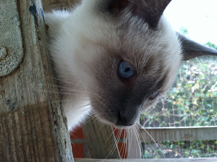 Siamese, kattunge, katten, blå øyne, blå, utendørs, ansikt