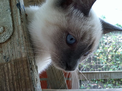 Сиамская, котенок, кошка, голубые глаза, Голубой, на открытом воздухе, лицо