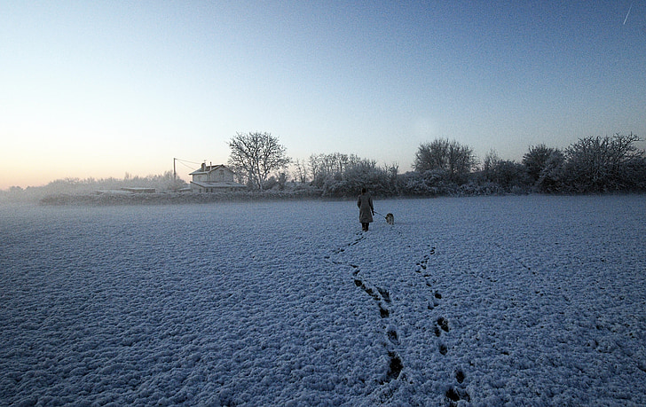 salju, pejalan kaki, anjing, pagi, musim dingin, alam, dingin - suhu