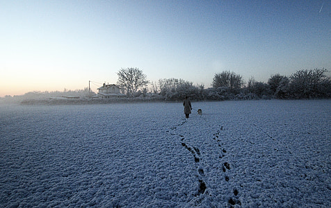 lumi, promenaad, koer, hommikul, talvel, loodus, külma - temperatuuri