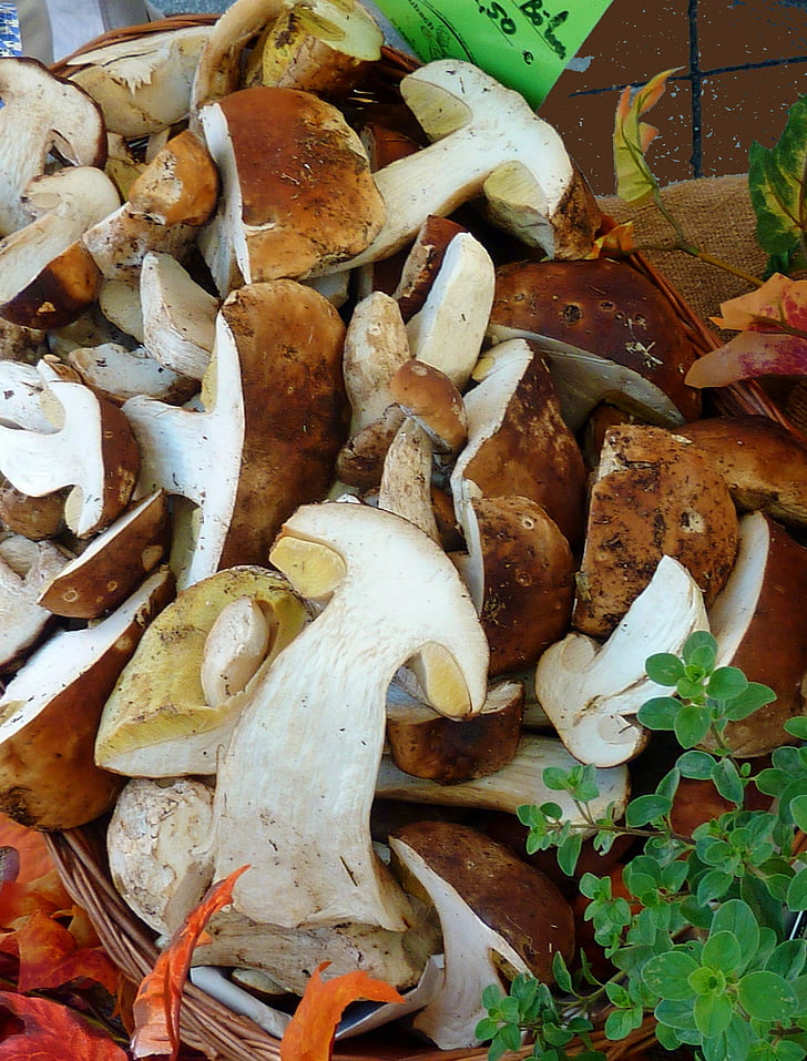 mushrooms, autumn, nature, forest, toxic, moist, morsch