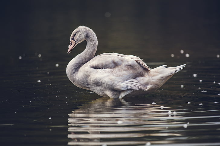 Swan, smutsiga, fågel, vatten, naturen, vit, djur