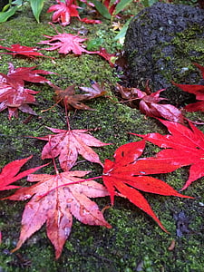 Japonsko, Asie, tajemný, krajina, list, na podzim, podzim