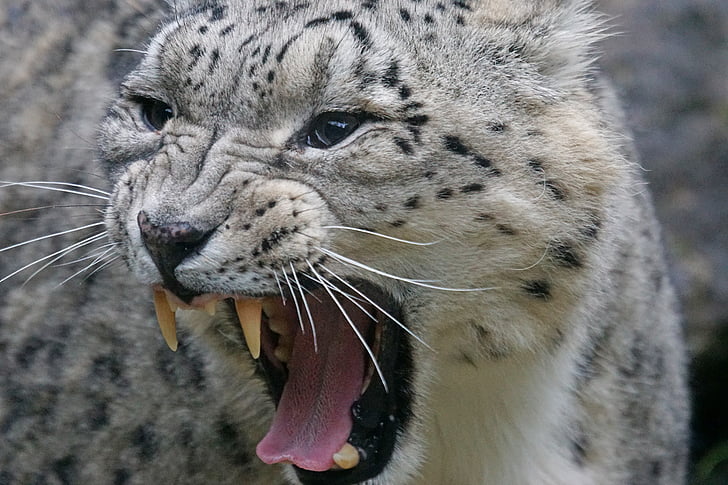 Snow leopard, Irbis, vrčení, predátor, Panthera uncia, skvrny, velká kočka