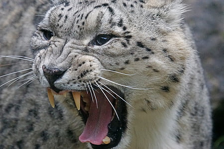 snow leopard, irbis, snarling, predator, panthera uncia, stains, big cat
