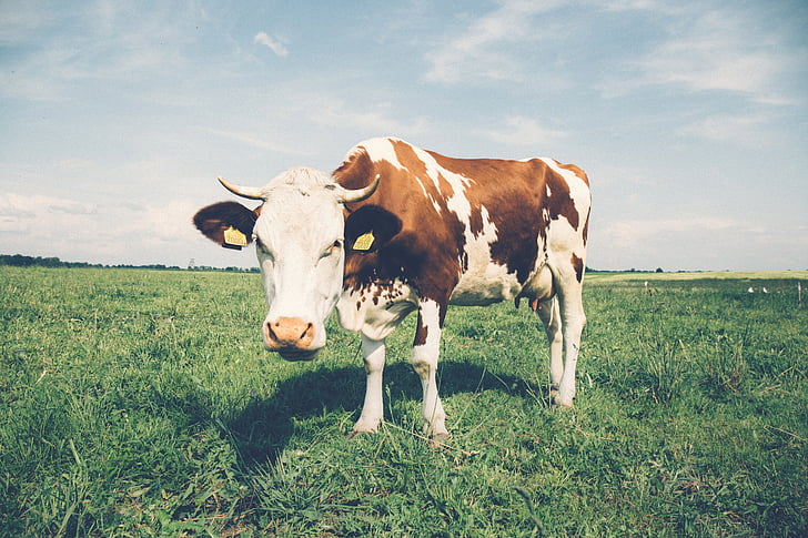 agricultura, gado, close-up, vaca, produtos lácteos, fazenda, terras agrícolas