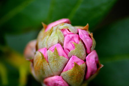 Rhododendron, Blume, Anlage, Frühling, Natur, Blüte, Rosa