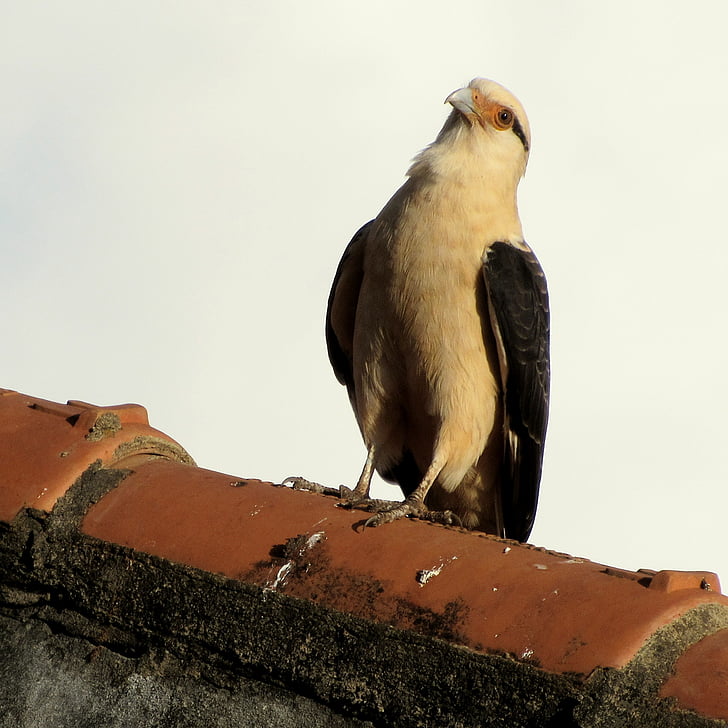 Hawk-carrapateiro, fågel, byten, falconiforme, fauna, Brasileira, djur