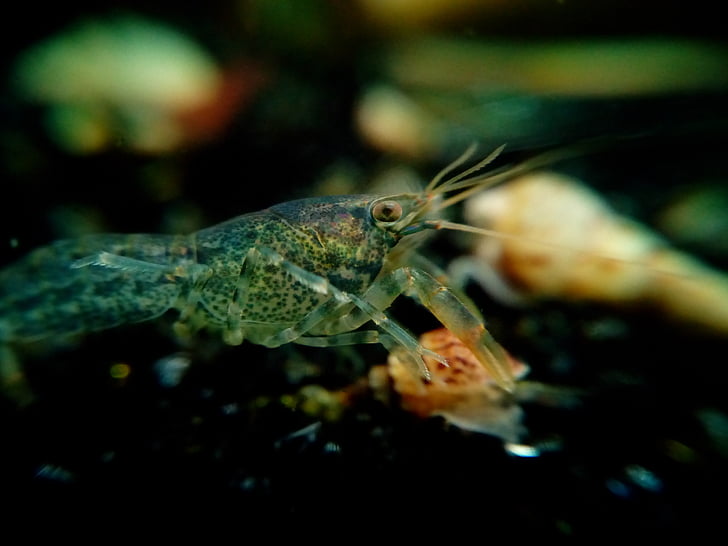 Lobster kurcaci, kanker, kerang, bawah air, cambarellus, diminutus