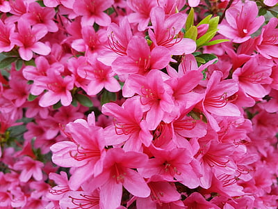 musim semi, merah muda, bunga, bunga merah muda