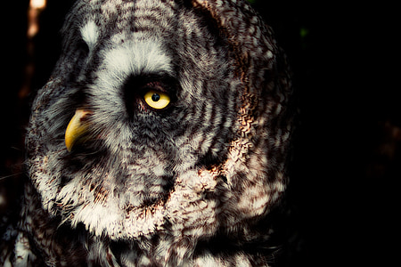 lapland owl, owl, eyes, beak, bird of prey, nature, owls