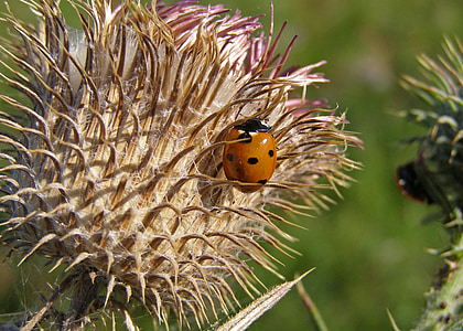ladybug, thistle, spikes, macro, septempunctata, thistle flower, summer