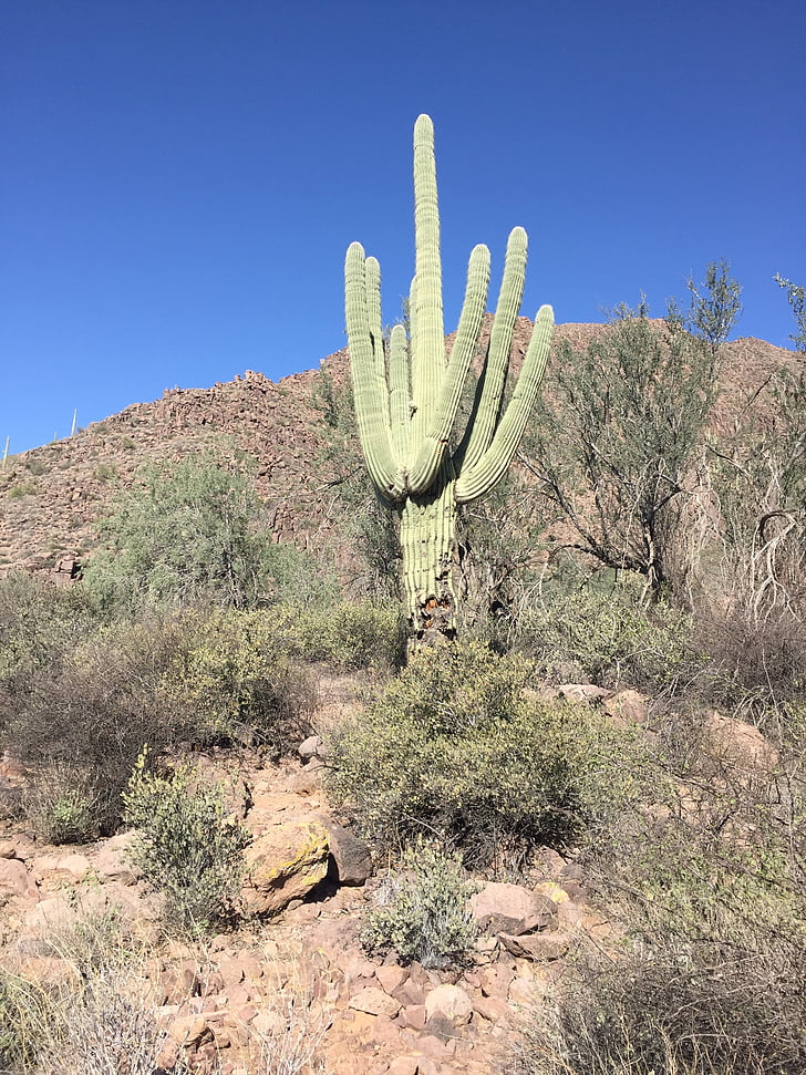 desert, cactus, arizona, nature, landscape, saguaro, desert landscape