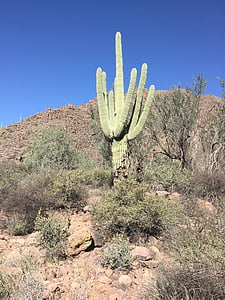 deserto, cacto, Arizona, natureza, paisagem, Saguaro, paisagem do deserto