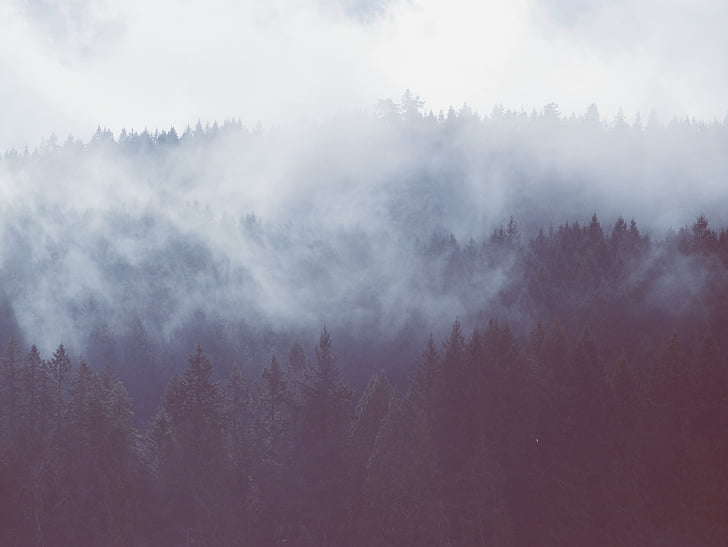 pine, trees, surrounded, fog, daytime, forest, woods