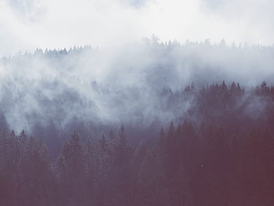 pino, alberi, circondato, nebbia, giorno, foresta, boschi