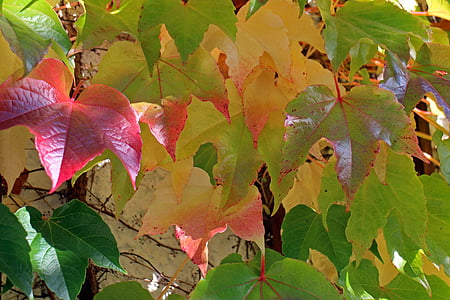 automne, feuilles, automne doré, Or, vigne, rouge, jaune