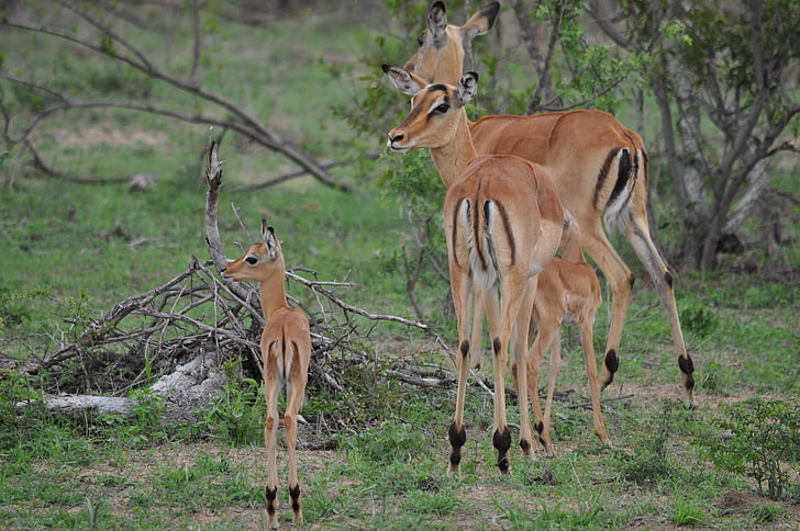 familia de Impala, Buck, flora y fauna, naturaleza, animales en la naturaleza, fauna silvestre, temas de animales