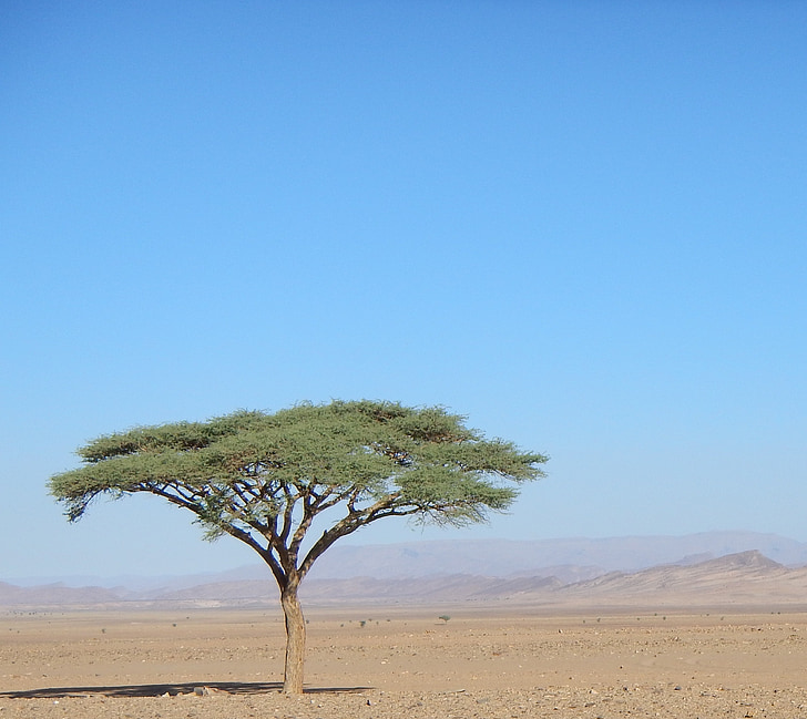 árbol, desierto, Marruecos, África, naturaleza, seco, Namibia