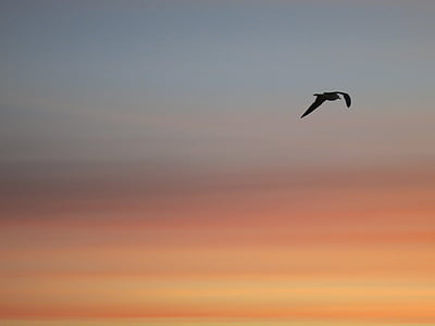 ουρανός, ηλιοβασίλεμα, πουλί, βραδινό ουρανό, seagul, πτήση, στη θάλασσα