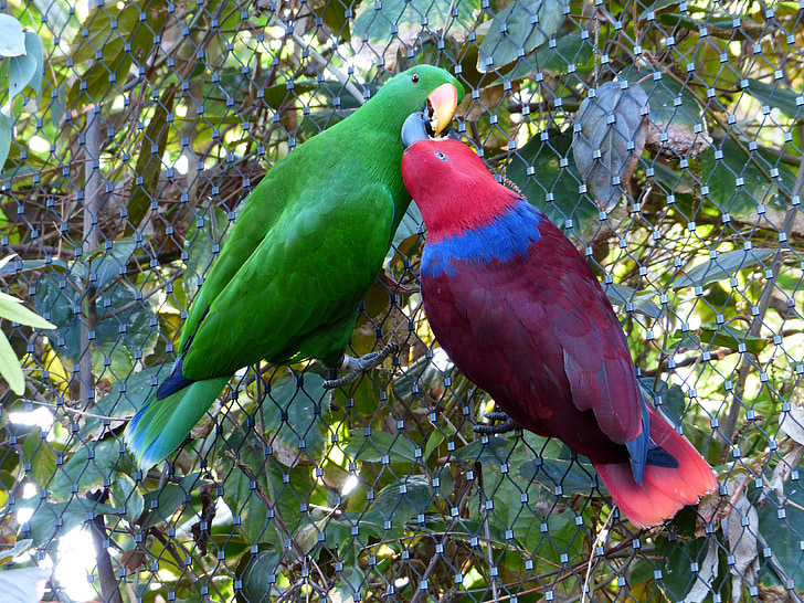 noble parrots, parrots, couple, love, kiss, pair, feeding