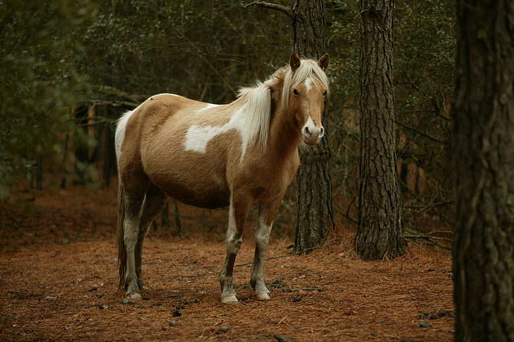 vahşi pony, otlatma, Midilli, chincoteague Adası, Virginia, ABD, yabani