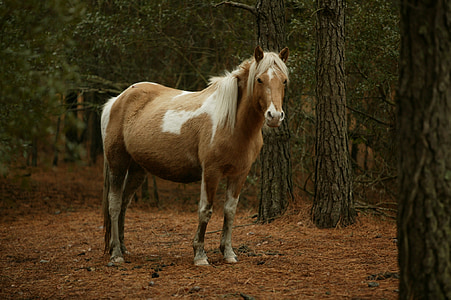 pony selvaggio, al pascolo, Pony, Chincoteague island, Virginia, Stati Uniti d'America, Feral