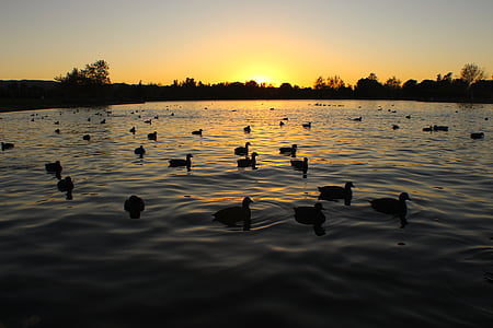 Západ slunce, kachny, rybník, Příroda, večer, pták, silueta