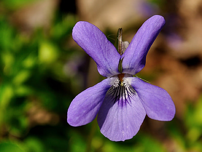 Viola, bunga, bunga, alam, ungu, musim semi, tanaman