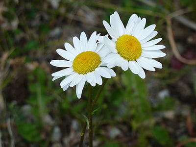 Daisy, kukat, Luonto, Kaunis, valkoinen, keltainen, kesällä