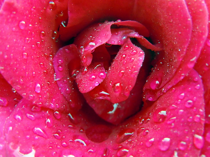 floraison rose, Rose, Rose, rouge, fermer, goutte d’eau