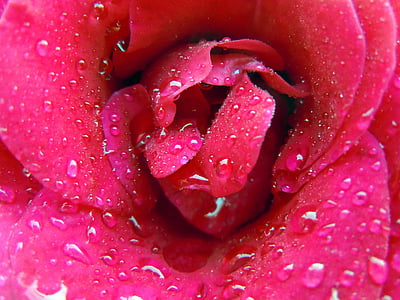 장미 꽃, 장미, 핑크, 레드, 닫기, 방울의 물