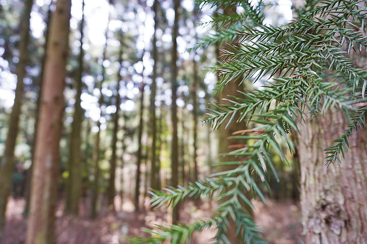 conifer, twig, needles, green, forest, tree, plant