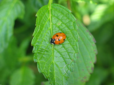 ladybug, bug, beetle, dot, red, sheet, plant