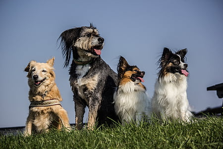 négy kutya, Pack, Ízlelő szemölcsös, hibridek, fű, Sky, nézet