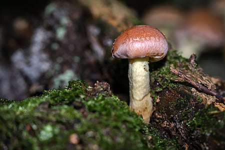 svamp, hösten, Hypholoma sublateritium, schwefelkopf, giftig, skogen, träd svamp