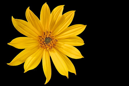 floare, floare, floare, galben, flori galbene, floarea soarelui, Helianthus tuberosus