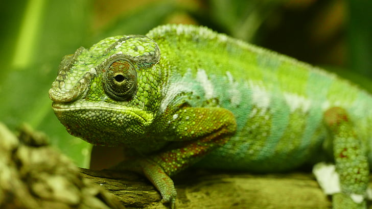 Amphibie, Tier, Camouflage, Chamäleon, Drachen, Gecko, Blatt