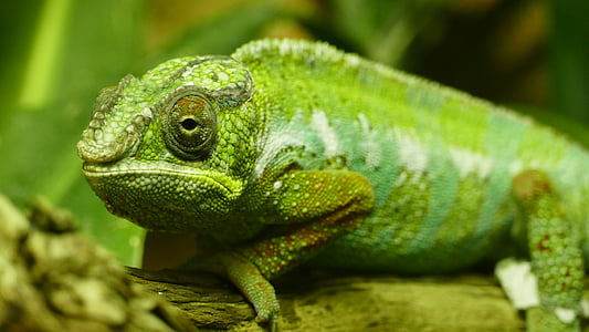 amphibiens, animal, camouflage, caméléon, Dragon, Gecko, feuille
